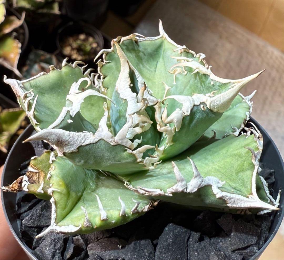 【鉢ごと発送】アガベ チタノタ 大白鯊 発根済み【独特な鋸歯・子株多数】