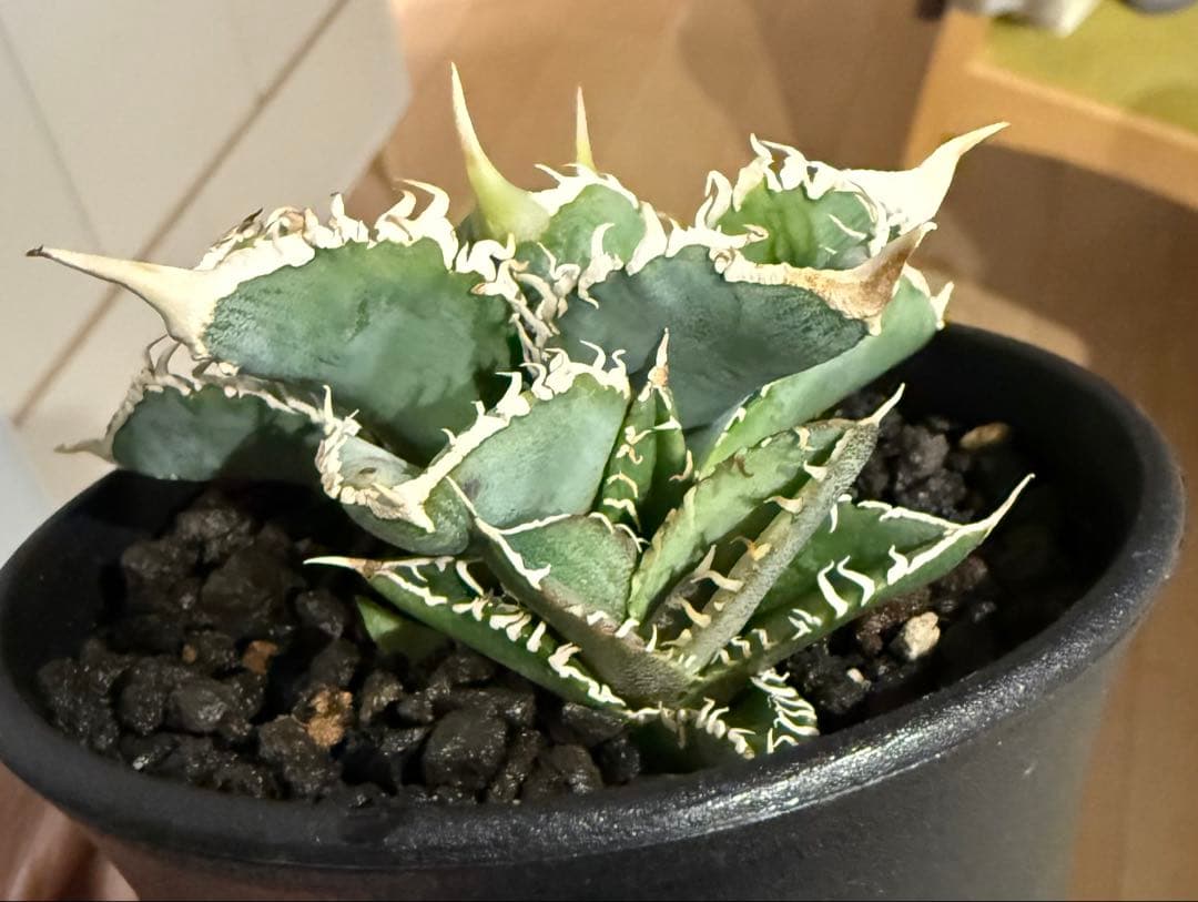 【鉢ごと発送】アガベ チタノタ 大白鯊 発根済み【独特な鋸歯・子株多数】