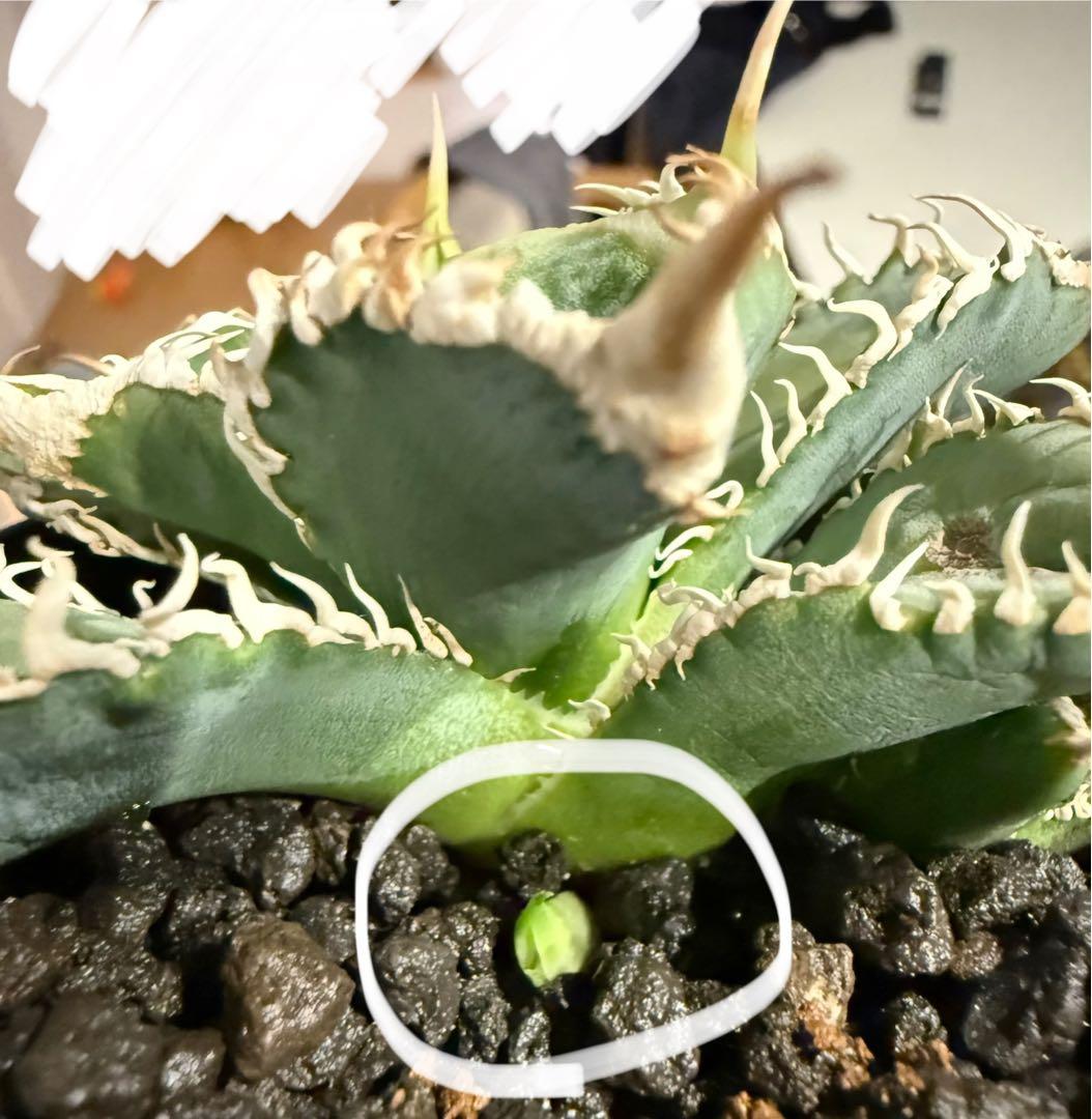 【鉢ごと発送】アガベ チタノタ 大白鯊 発根済み【独特な鋸歯・子株多数】