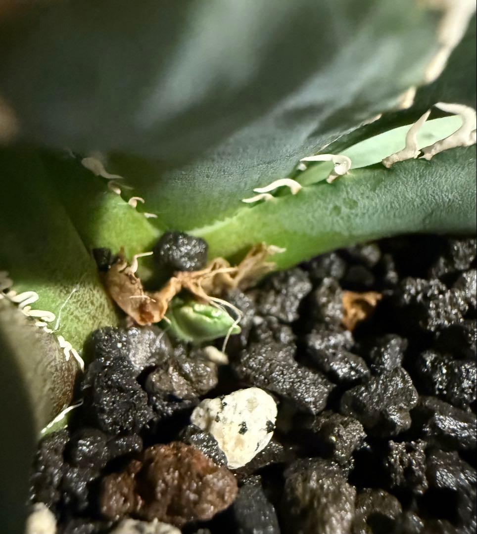 【鉢ごと発送】アガベ チタノタ 大白鯊 発根済み【独特な鋸歯・子株多数】