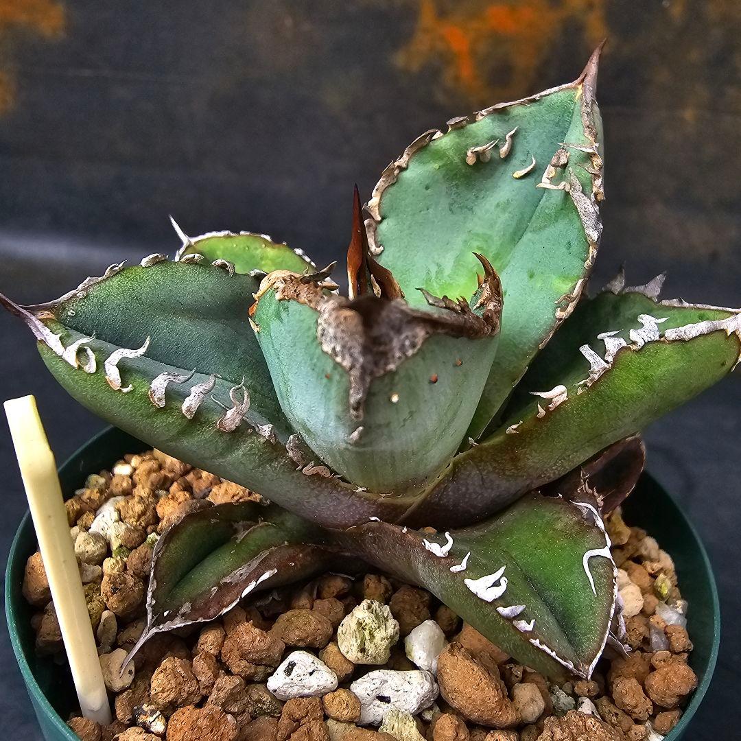 メルカリ便発送&ロウルサンコさんラベル付き☆アガベ ロック