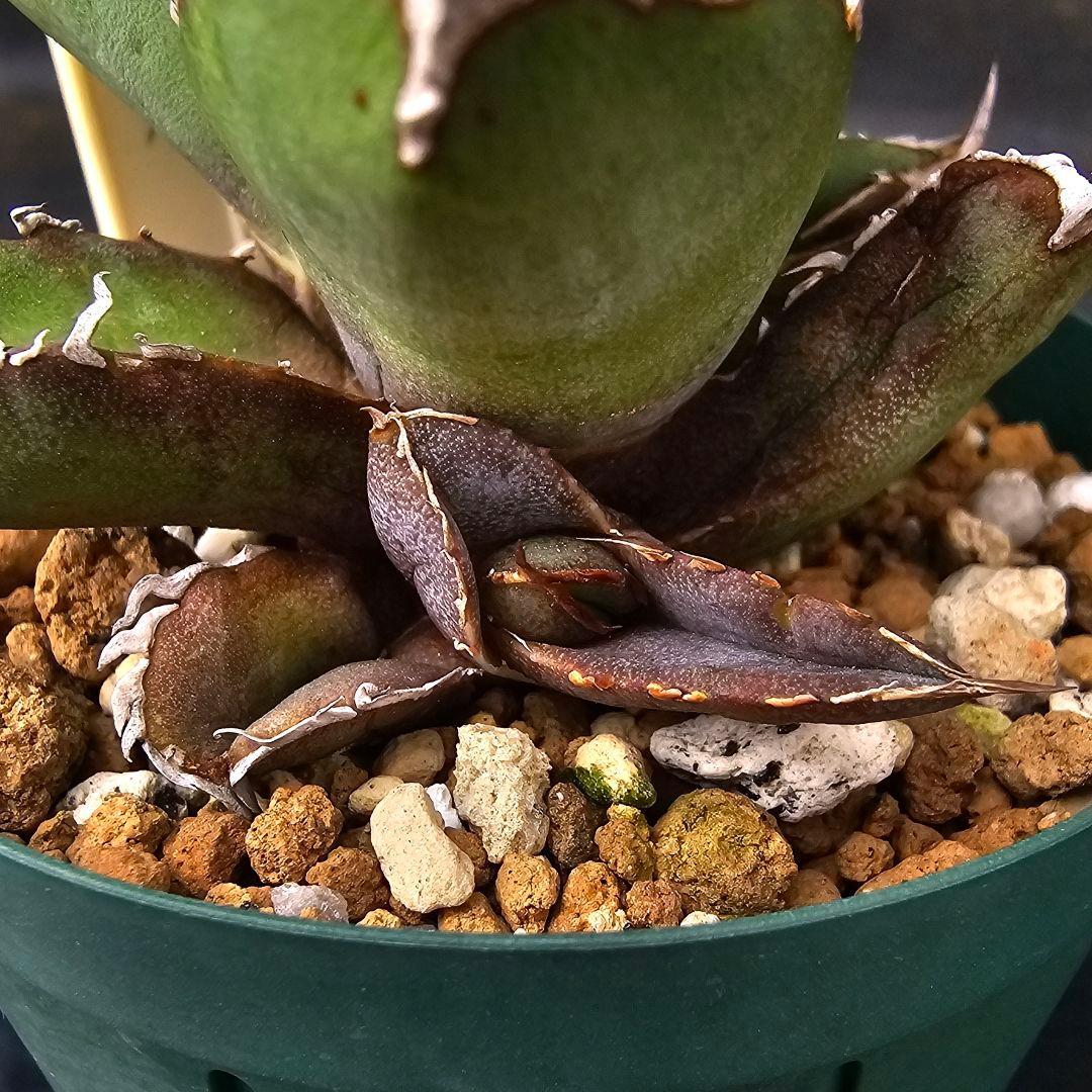 メルカリ便発送&ロウルサンコさんラベル付き☆アガベ ロック