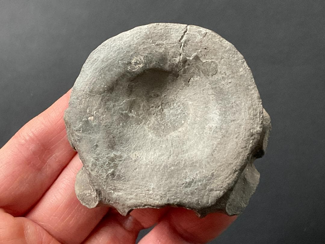 首長竜 化石 プレシオサウルス [PS28] 椎骨 クビナガリュウ 恐竜