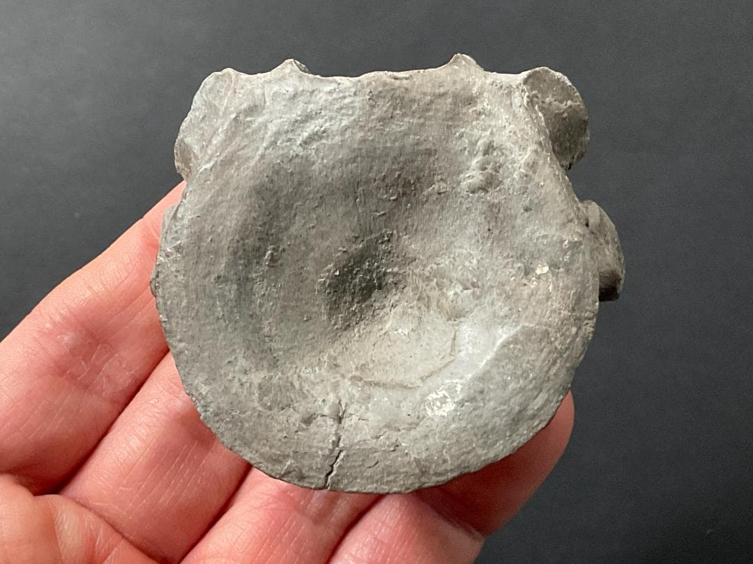 首長竜 化石 プレシオサウルス [PS28] 椎骨 クビナガリュウ 恐竜