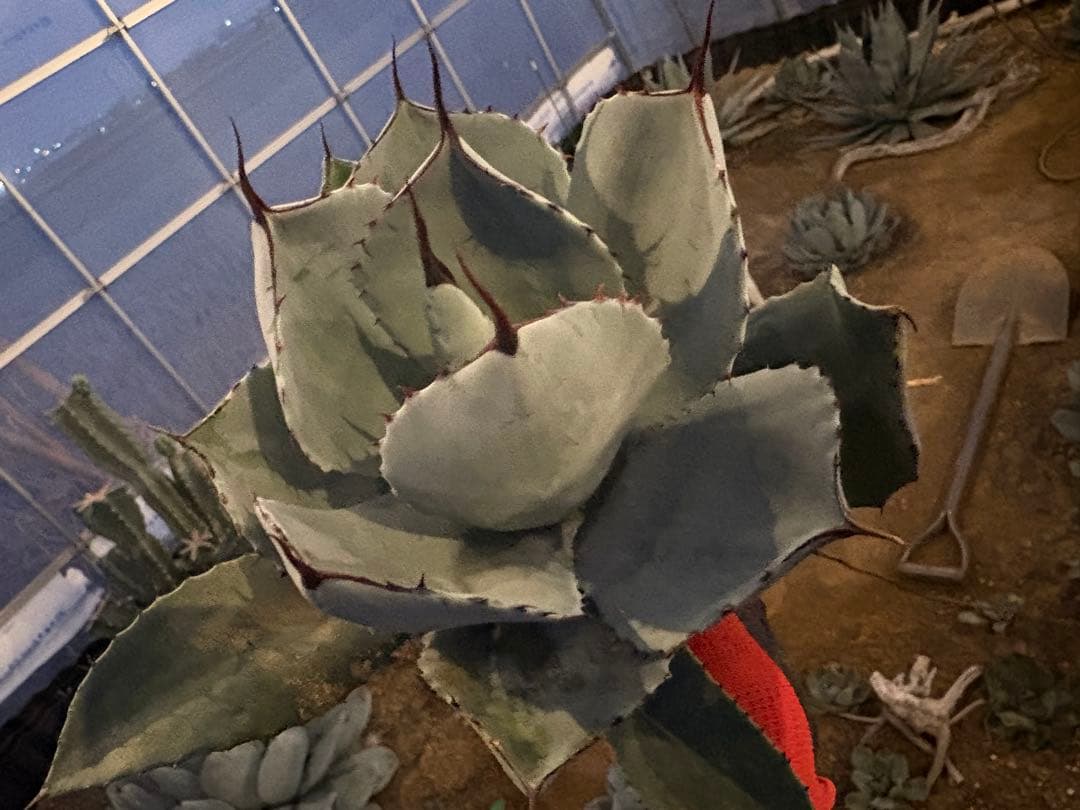 k*e様 【US産/300円スタート】トランカータ　ハンティントン　アガベ　パリ