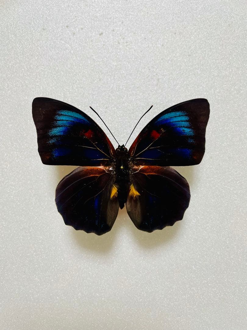 【ハイブリッド】アグリアス×プレポナ（メス、ペルー産）