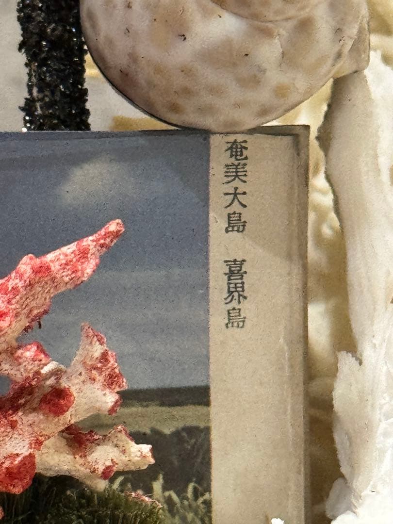 白珊瑚天然　オブジェ　アクアリウム　インテリア　デコレーション サンゴ