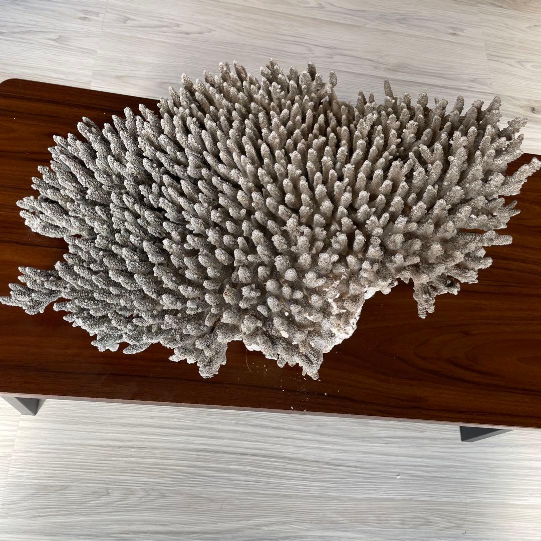 珊瑚 天然 大型 約50×35cm 約8kg インテリア オブジェ