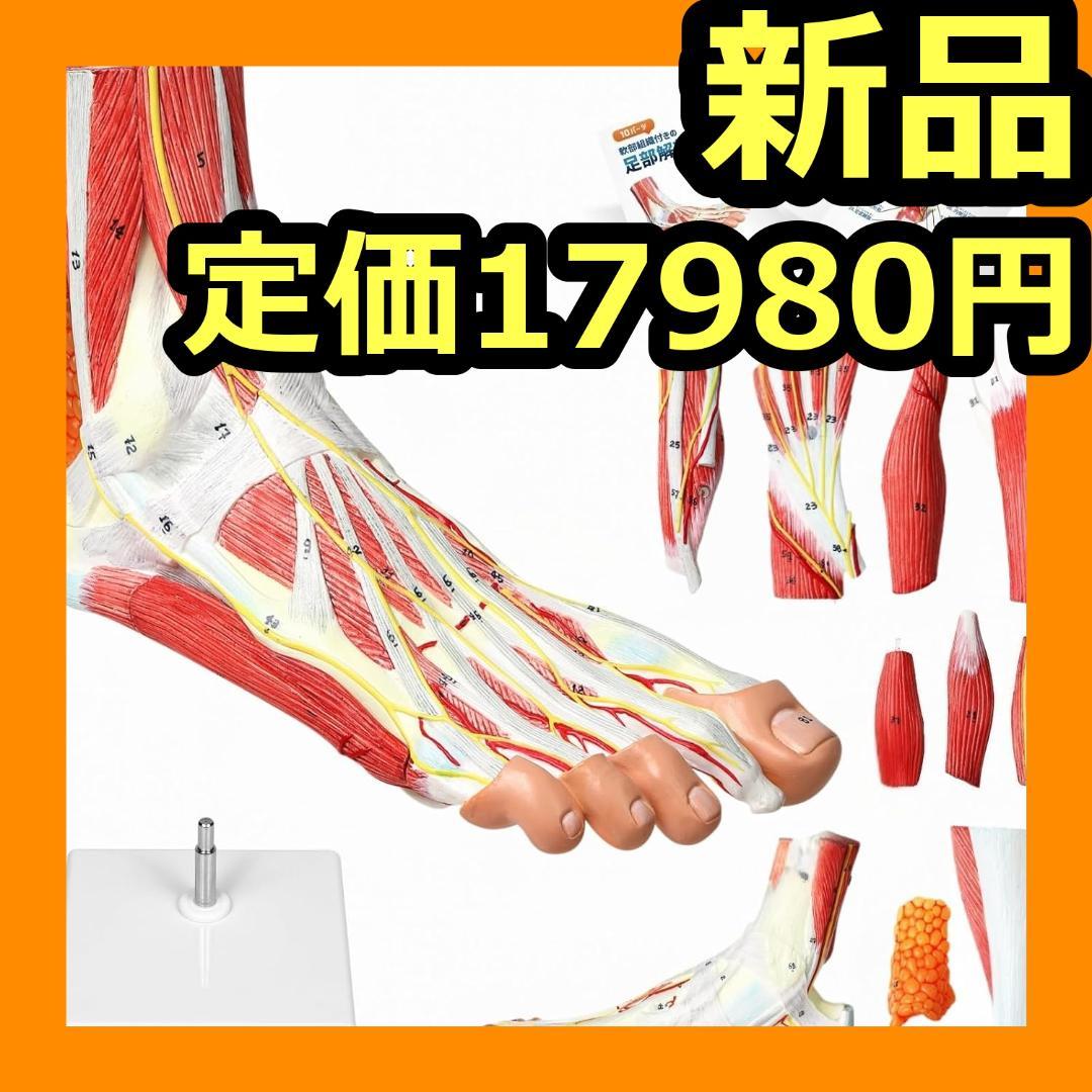 足部解剖模型 軟部組織付き 人体模型 足関節 10パーツ 等身大 足骨模型