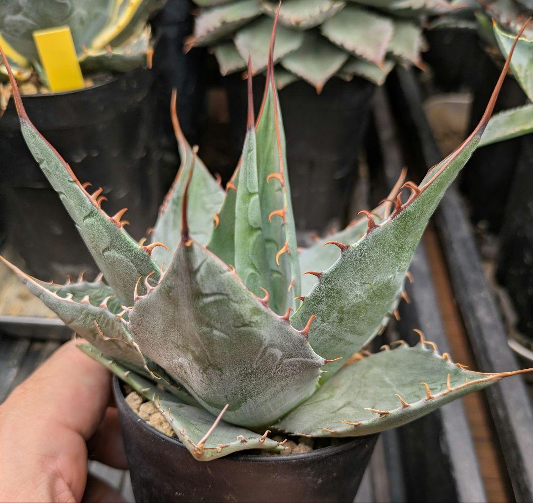 本日限り福袋】アガベ パラサナ インプレッショニスト　特選実生株セット