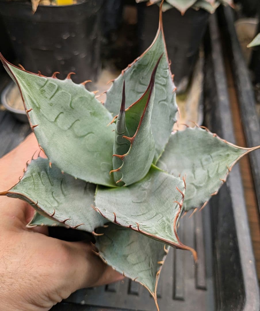 本日限り福袋】アガベ パラサナ インプレッショニスト　特選実生株セット