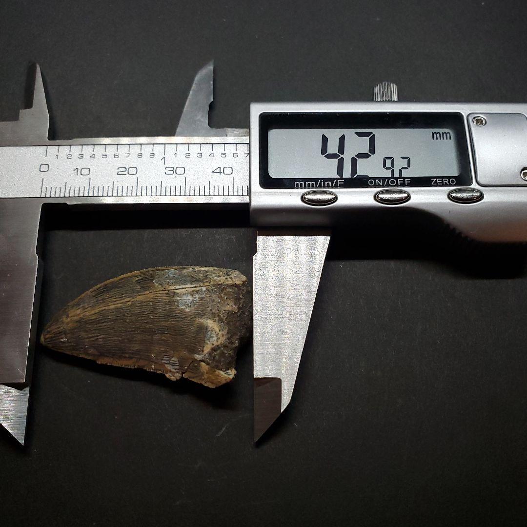 極上 カルカロドントサウルス 歯 化石 本物 モロッコ 42.92mm fca6