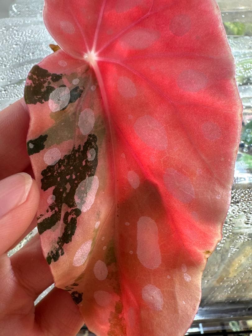 マ*ル様 ベゴニア マクラータ 斑入り発根管理中