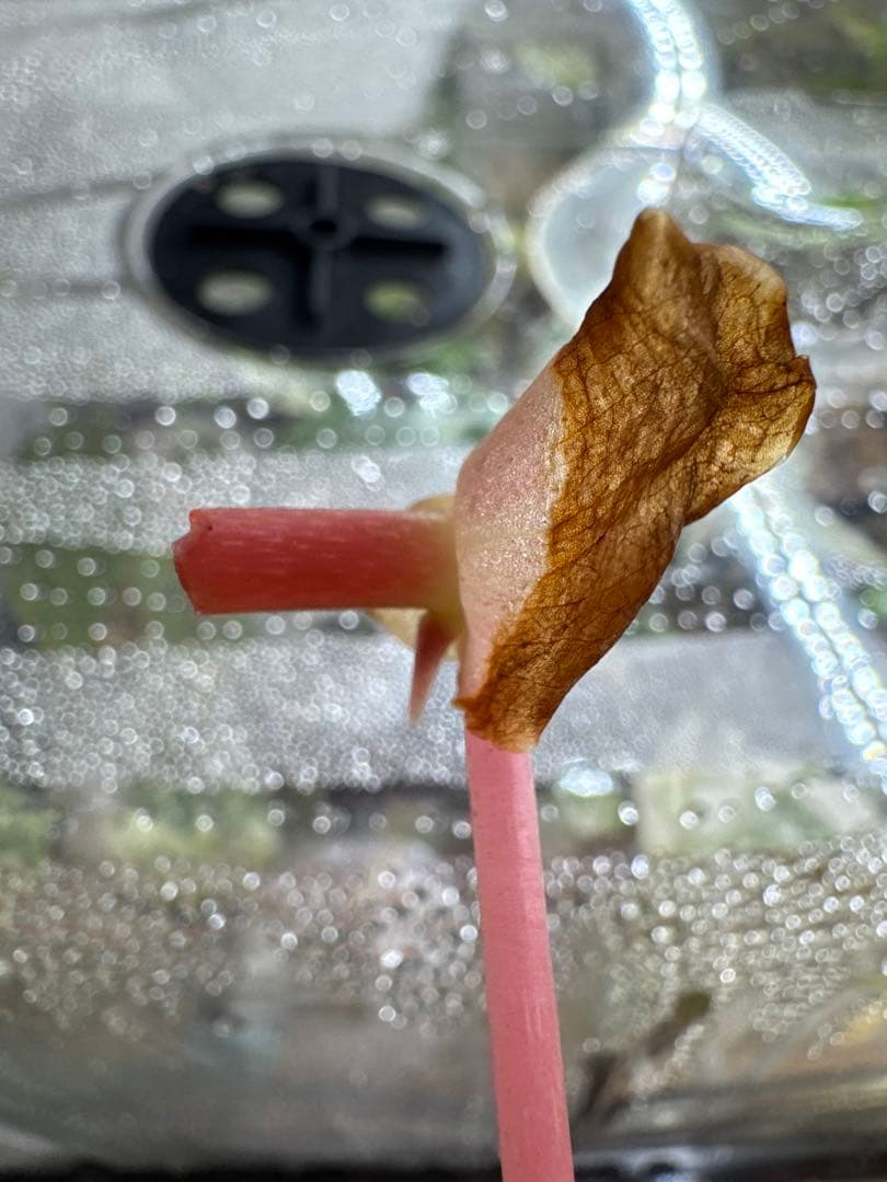 マ*ル様 ベゴニア マクラータ 斑入り発根管理中