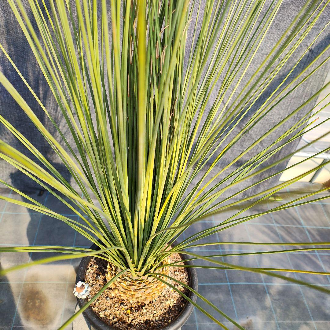 ダシリリオン　ロンギシマム