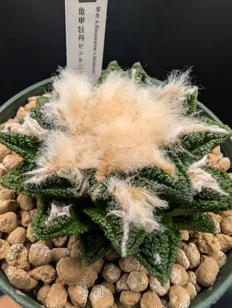 サ*生様 亀甲牡丹ヒントニー 国内実生 鉢植え メルカリ便送料込み