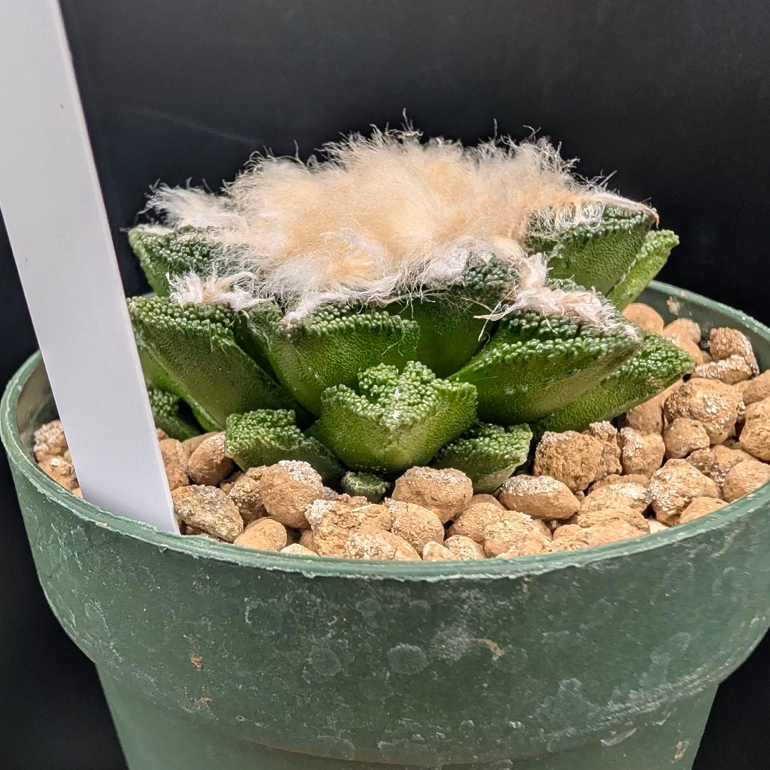 サ*生様 亀甲牡丹ヒントニー 国内実生 鉢植え メルカリ便送料込み