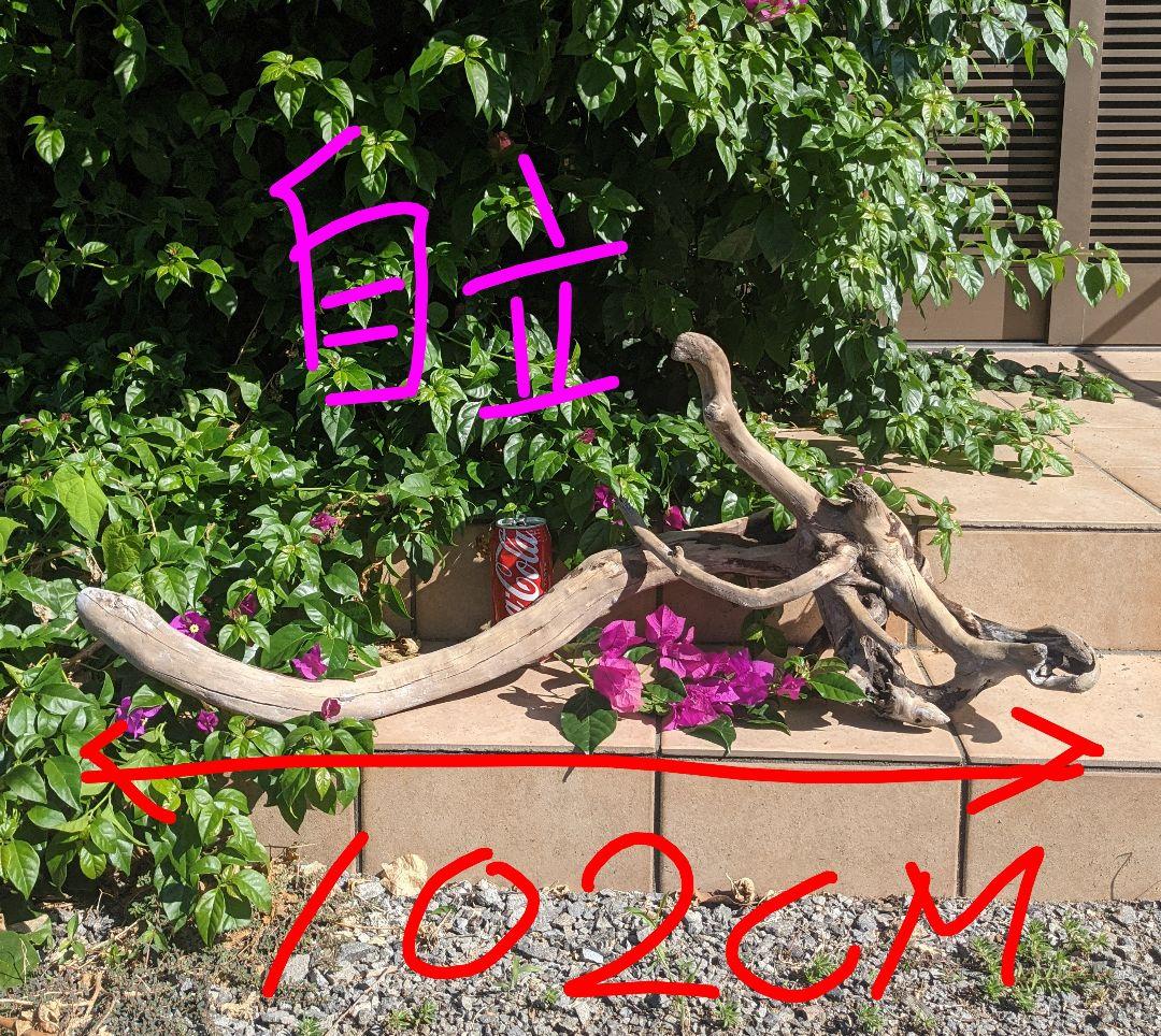 最終価格!!AX18【超大型流木】ロックガーデン向き/爬虫類等レイアウト/洗浄済