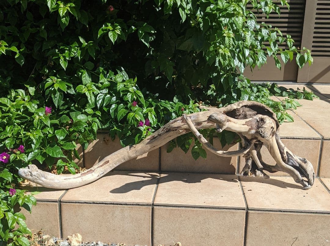 最終価格!!AX18【超大型流木】ロックガーデン向き/爬虫類等レイアウト/洗浄済