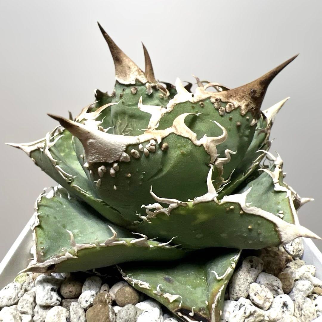 アガベ 鉢植発送 ブツブツ系 ノーネーム 極上血統 スペシャル個体 超特選株