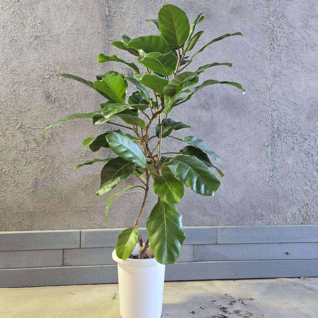 ①　フィカス　アフリカンプリンセス　曲がり仕立て８号最高等級極上品‼️希少品種