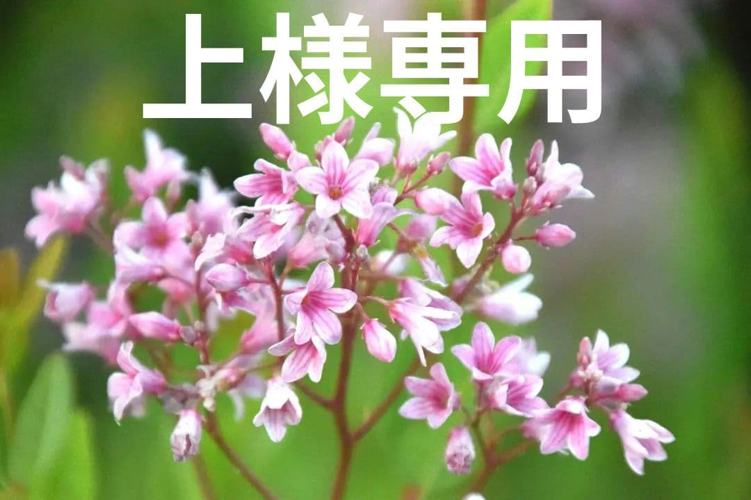 バシクルモン、ミズトンボソウ