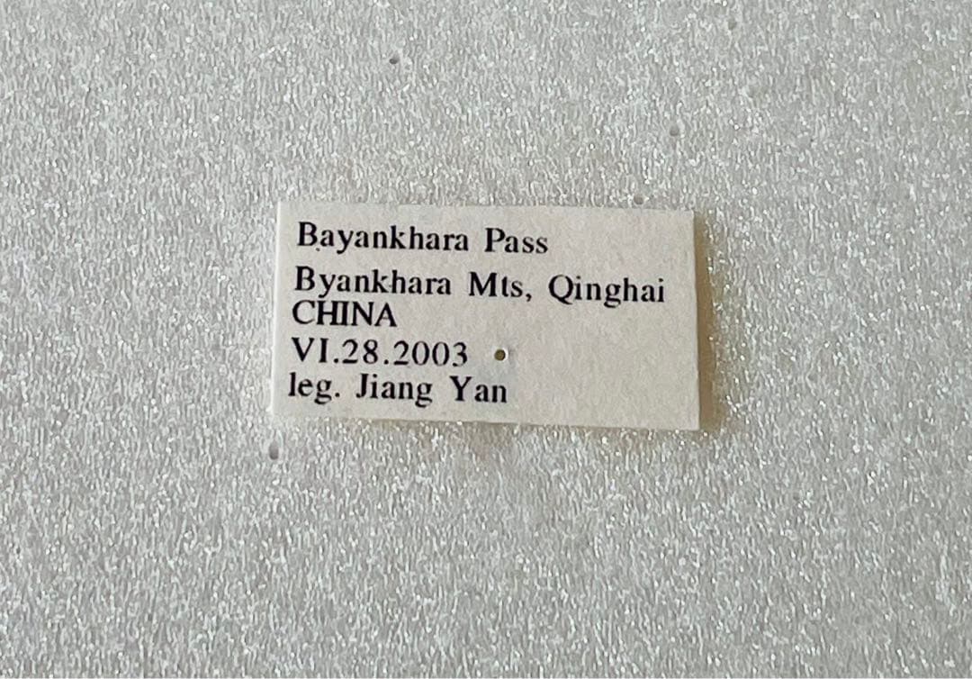 パルナシウス・アッコ・モリタイ（1オス、中国青海省）