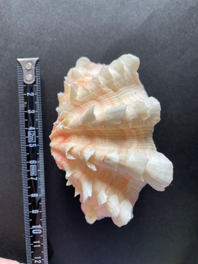 【極美品】天然 貝殻 5点豪華セット（オウムガイ・ホネガイ・シノマキガイ他）