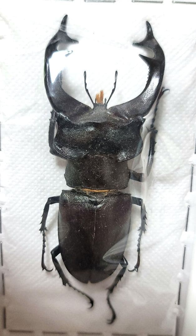 野外品　ケルブスミヤマ　クワガタ 標本