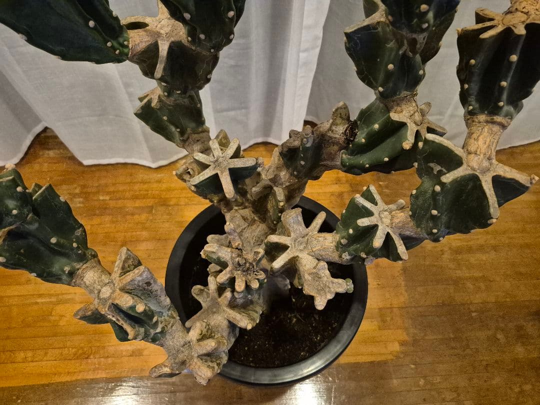 柱サボテン ブランチ 古木仕立て ハシラサボテン　鬼面角　キメンカク　10号鉢