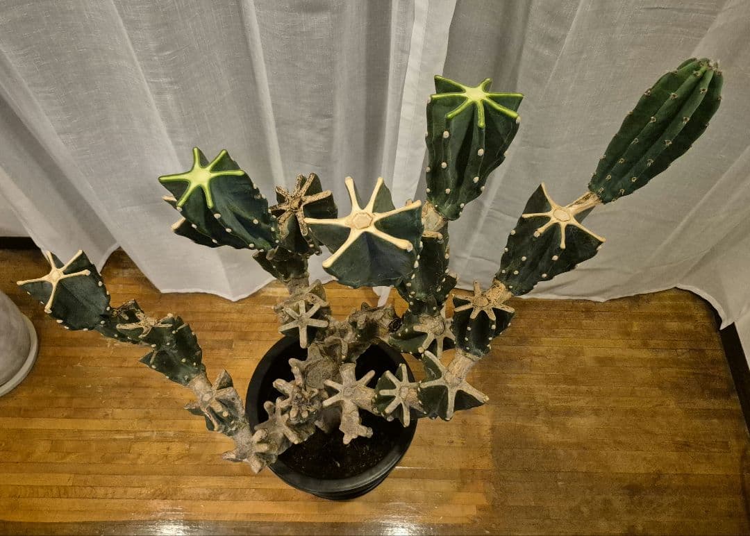 柱サボテン ブランチ 古木仕立て ハシラサボテン　鬼面角　キメンカク　10号鉢