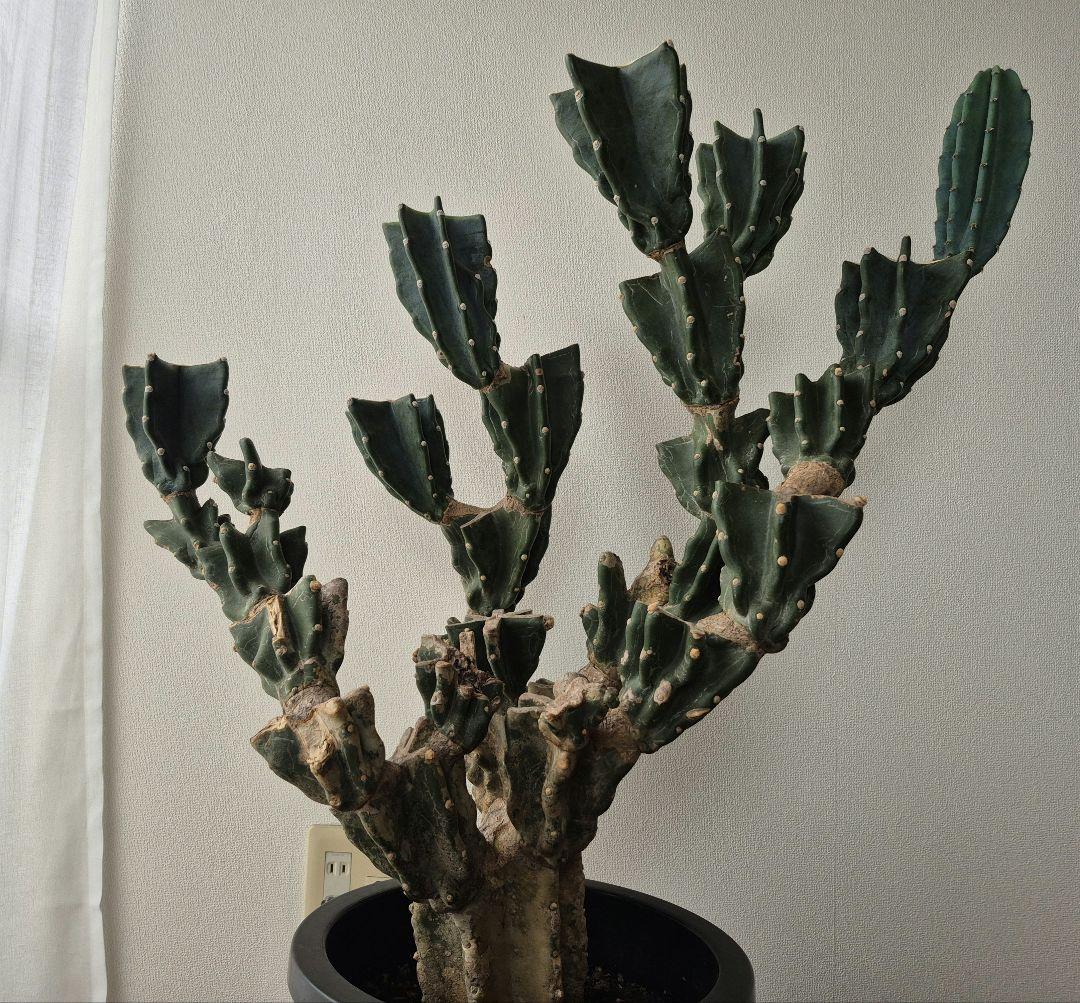 柱サボテン ブランチ 古木仕立て ハシラサボテン　鬼面角　キメンカク　10号鉢