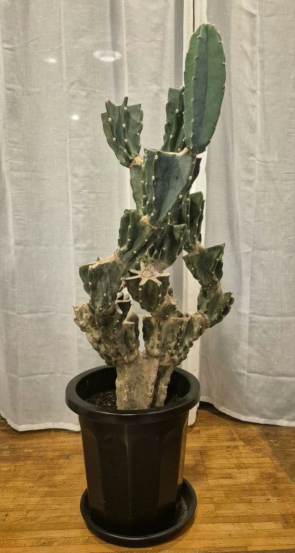 柱サボテン ブランチ 古木仕立て ハシラサボテン　鬼面角　キメンカク　10号鉢