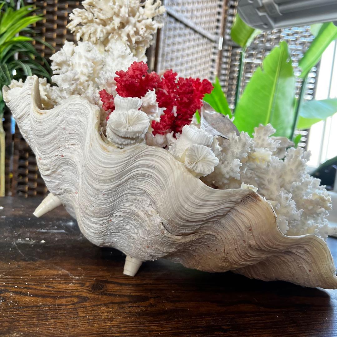 超特大 珊瑚 サンゴ コーラル ピンク オブジェ インテリア 貝