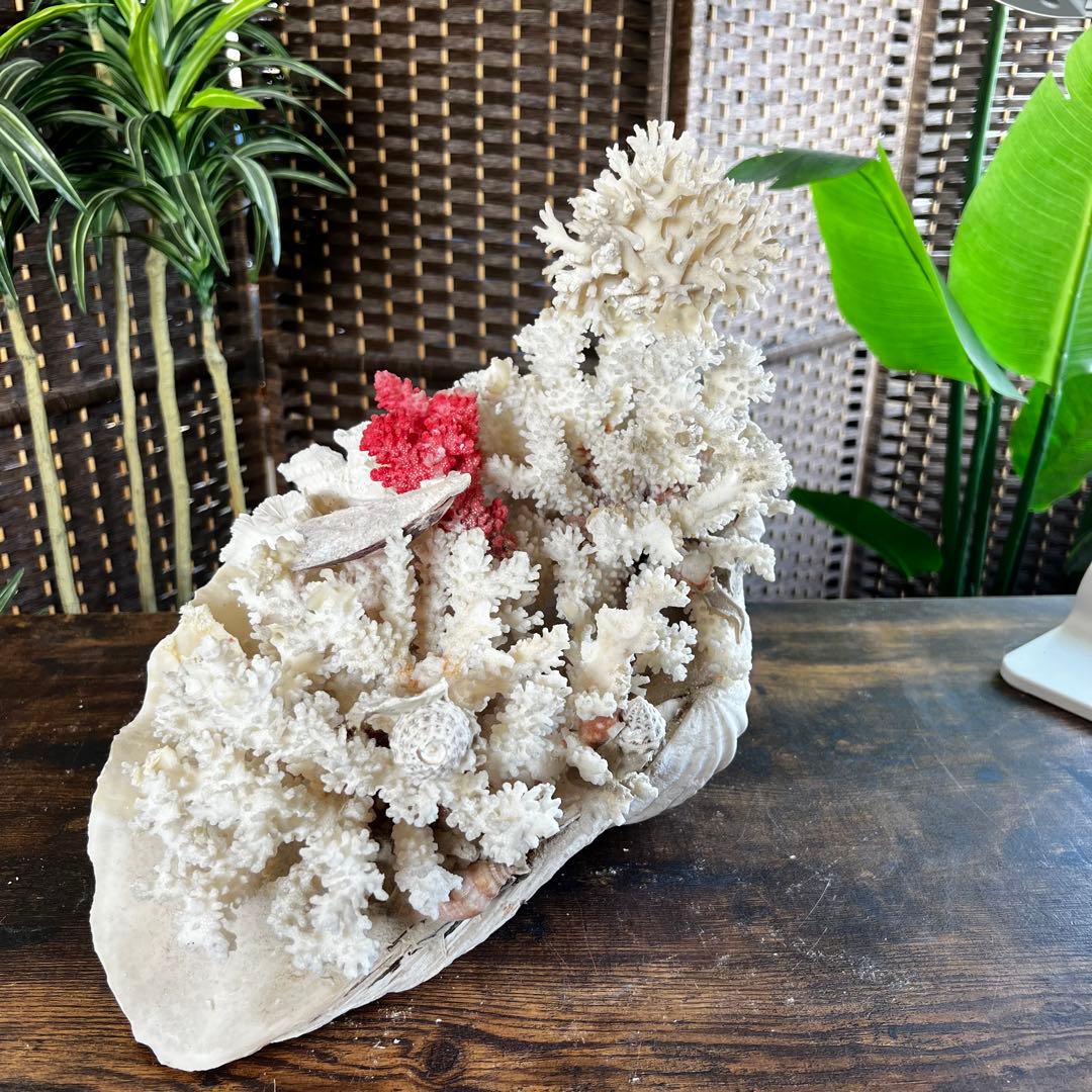 超特大 珊瑚 サンゴ コーラル ピンク オブジェ インテリア 貝