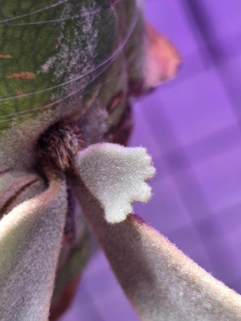 motimoti様　P. willinckii 'nano' pup 所有株OC