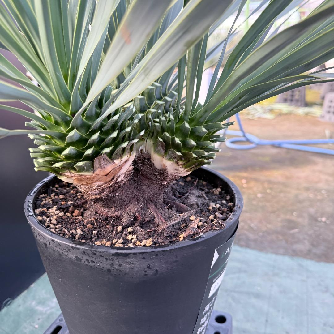 【AL1174】ユッカ　ロストラータ　トリプルヘッド