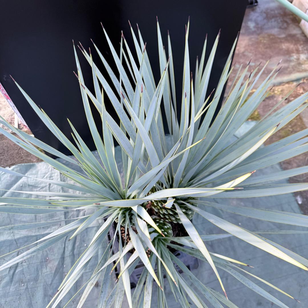 【AL1174】ユッカ　ロストラータ　トリプルヘッド