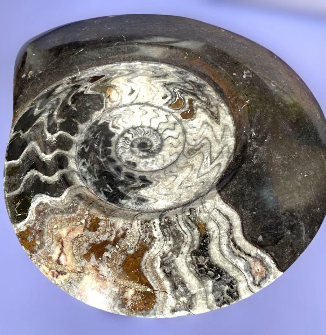 値下げ‼️【ビックサイズ 】アンモナイト化石26.5cm×31cm 4.5cm