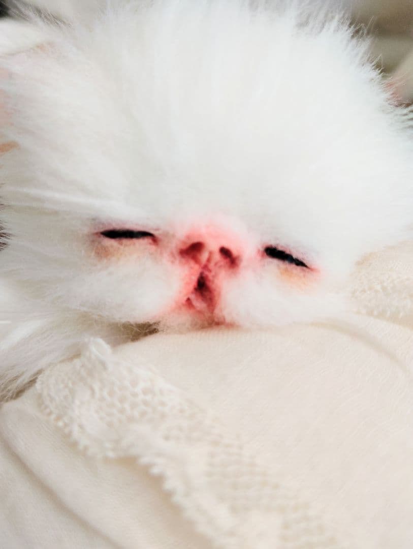 ach様❤オーダー♡生後15日お腹ぽっこり子猫ちゃん♡アートドール♡ぬいぐるみ♡