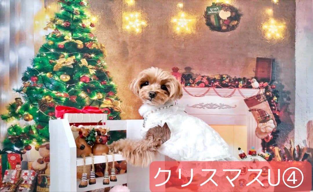 業務用　2026年お正月トリミングチョーカー+背景布×3　ペット、犬撮影用ブース