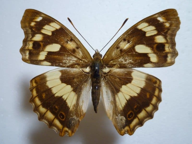 【外国産蝶標本】コムラサキ/陝西省.秦嶺山脈産/67.3mm