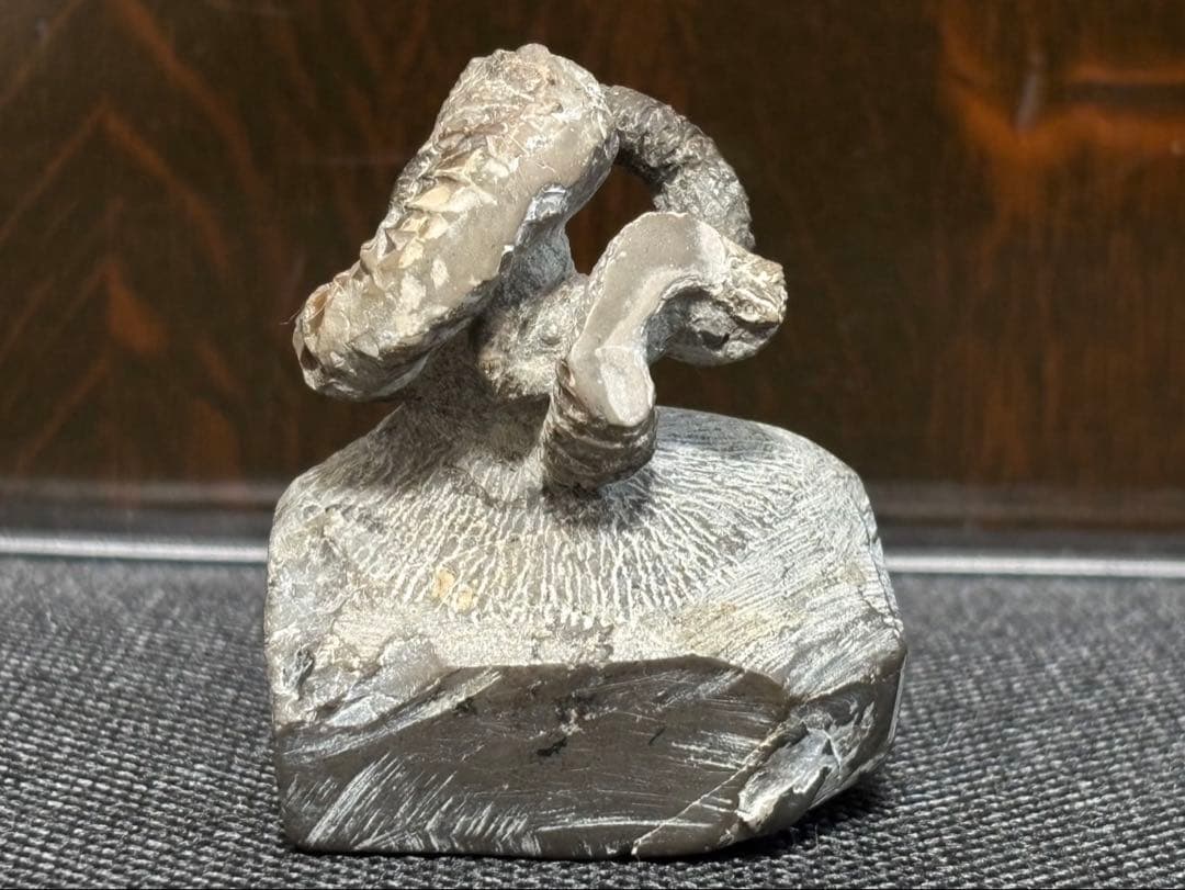 ニッポニテス　ミラビリス　芦別上流産　化石　アンモナイト　超希少　良品