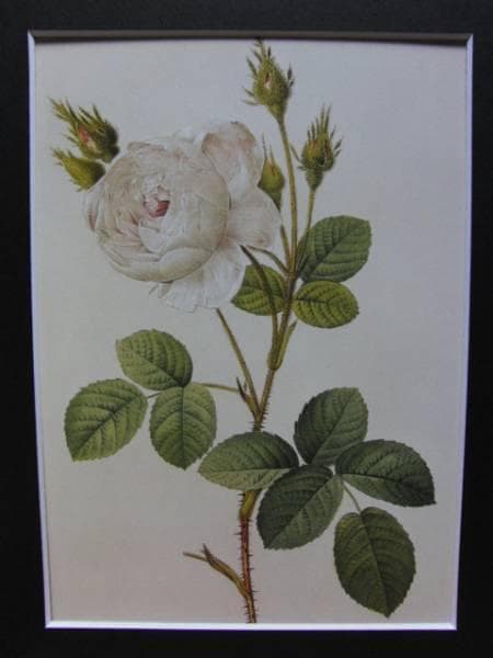 Pierre-Joseph Redout、The Roses3、希少画集画