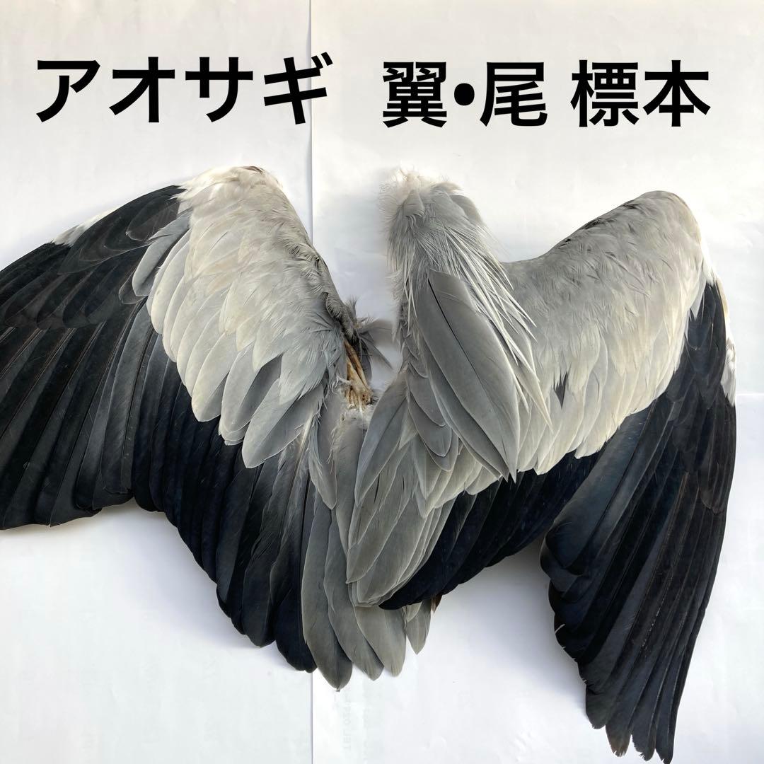 アオサギの翼標本と尾標本　鳥の羽根