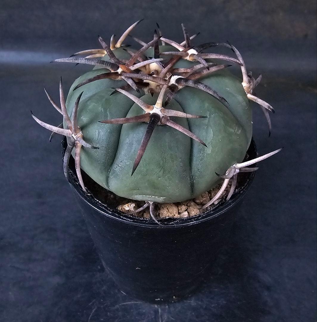 メルカリ便発送☆サボテン エキノカクタス属 雷帝×花王丸(実生苗です)