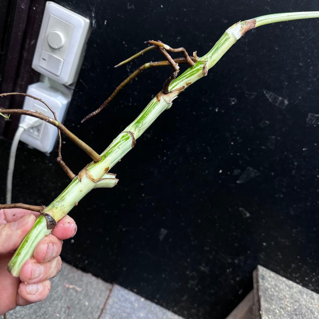 D*e様 斑入りモンステラホワイトタイガー大茎4株おまとめ