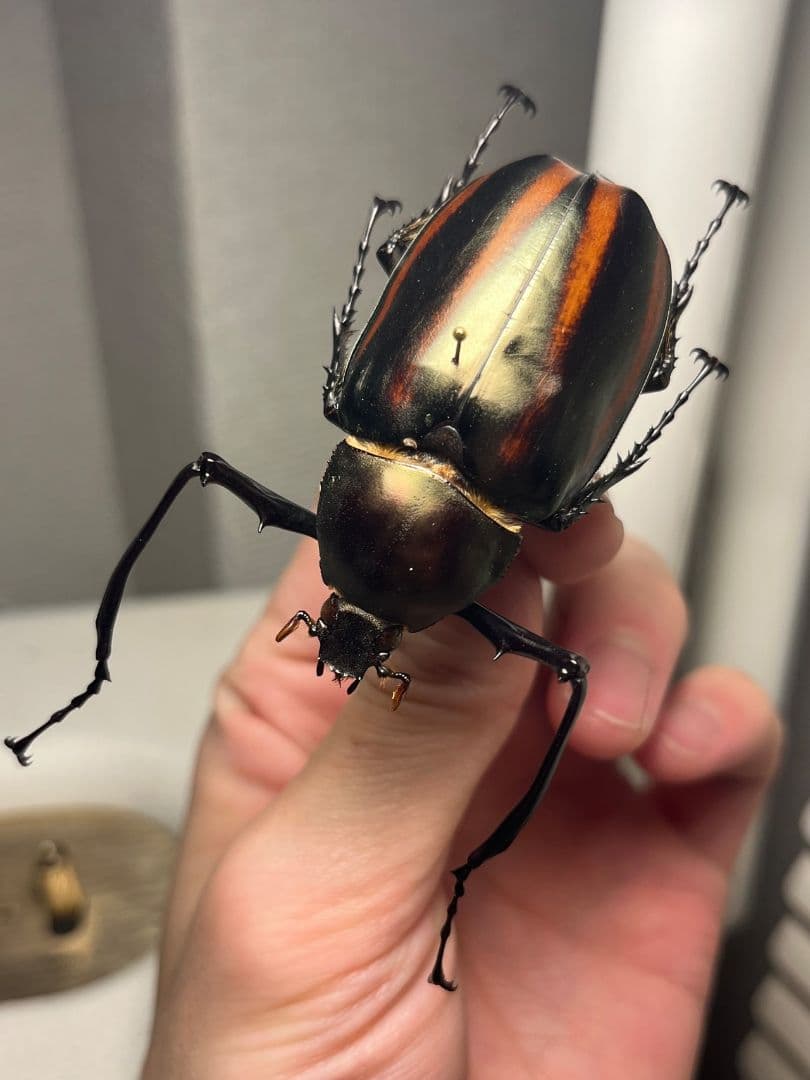 【手長黄金最高峰】セスジドウナガテナガコガネ ♂標本 プラチナコガネ ウグイスコ