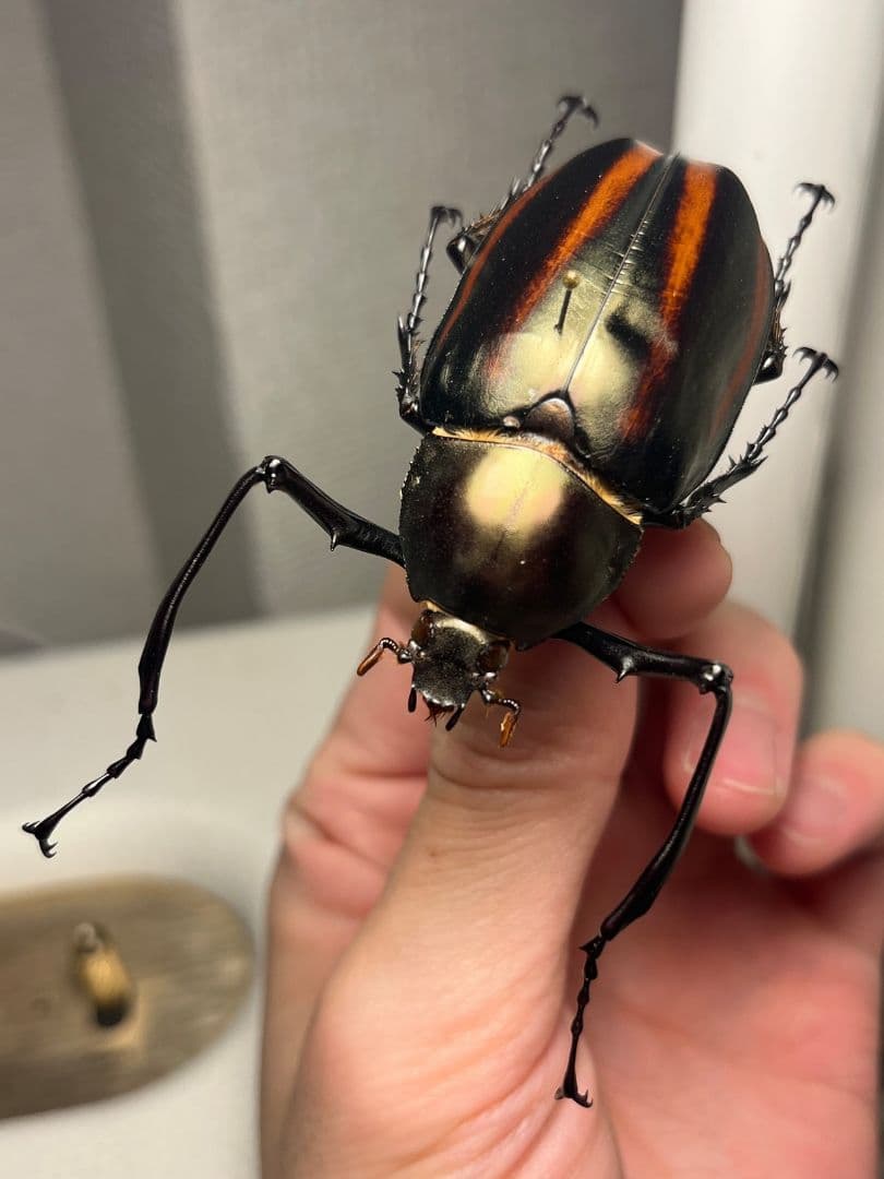 【手長黄金最高峰】セスジドウナガテナガコガネ ♂標本 プラチナコガネ ウグイスコ