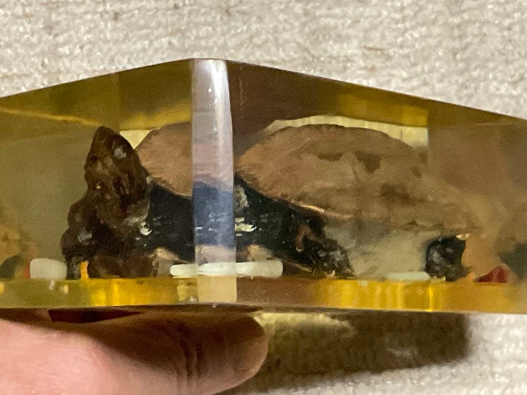 レジン亀／クサガメのレジン標本となります。【お土産品で購入した物です。】。
